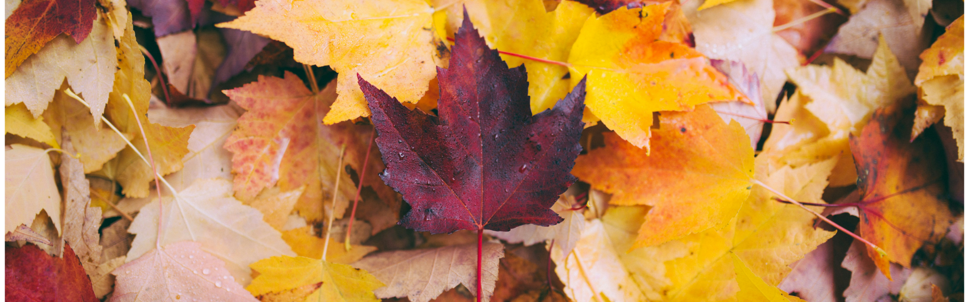 FALL SEASON SPECIAL!!